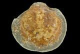 Fossil Crab (Trichopeltarion) Nodule (Pos/Neg) - New Zealand #129395-1